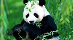 Velká panda (fotografie) - nejvzácnější zvíře z asie